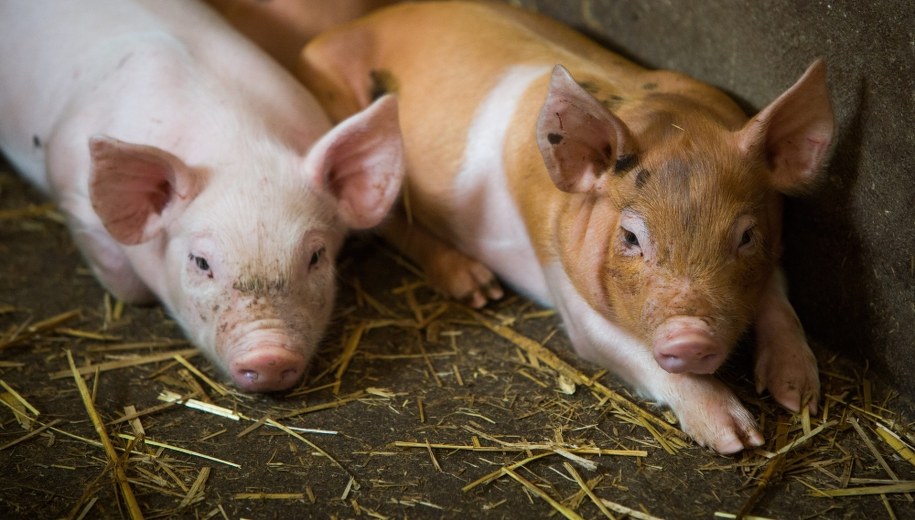 Kolejne ognisko ASF na Podlasiu. W gospodarstwie prawie 6 tys. świń