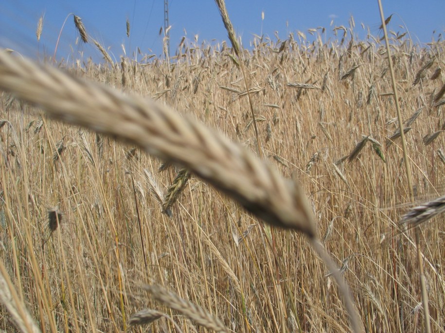 Morawiecki: Przed żniwami pokażemy specjalny pakiet wsparcia rolników