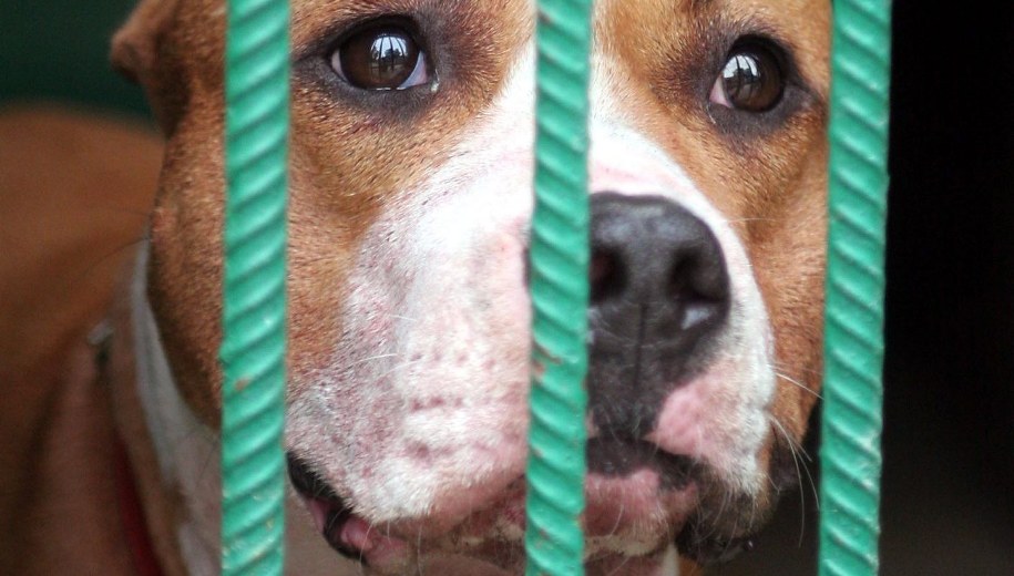 Amstaff dotkliwie pogryzł dzieci. Ich ojciec usłyszał zarzuty