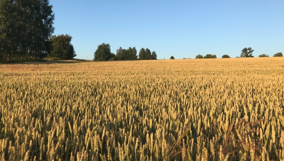 Spore straty rolników. Susza dotknęła ponad milion hektarów upraw