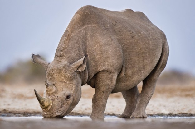 Kenia: Siedem czarnych nosorożców nie przeżyło przenosin do parku narodowego