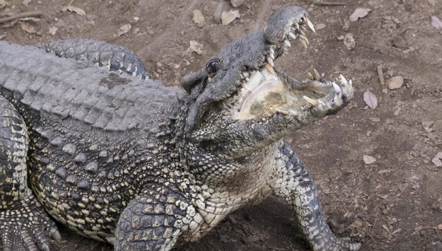 W rejonie Rzymu trwają poszukiwania krokodyla. "Lokalny potwór niczym z Loch Ness"
