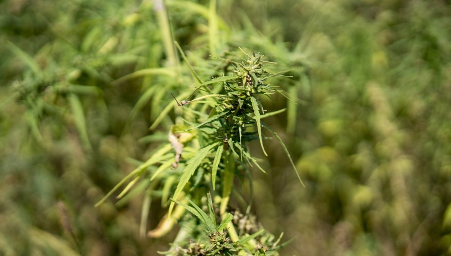 We Francji zatrzymano Polaka. Przemycał ponad pół tony sproszkowanych konopi