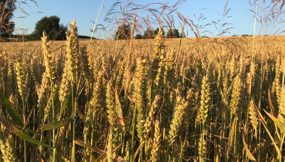 Rolnicy poszkodowani przez suszę będą mogli starać się o pomoc finansową. Ale nie wszyscy