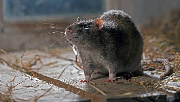 Ciężarna kobieta znalazła szczura w zupie. Pracownik restauracji zalecił jej aborcję