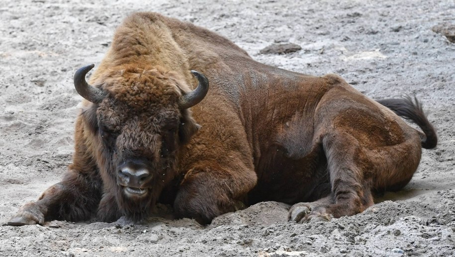Pierwszy taki przypadek od ponad 70 lat. Samotny żubr w okolicach Wielbarka i Olsztynka