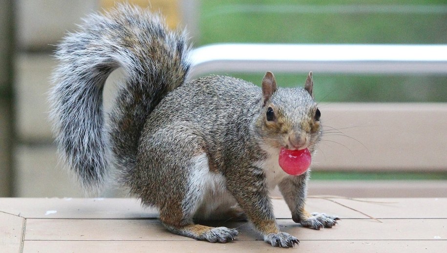 "Liczy się każde życie". Udzielił pierwszej pomocy wiewiórce