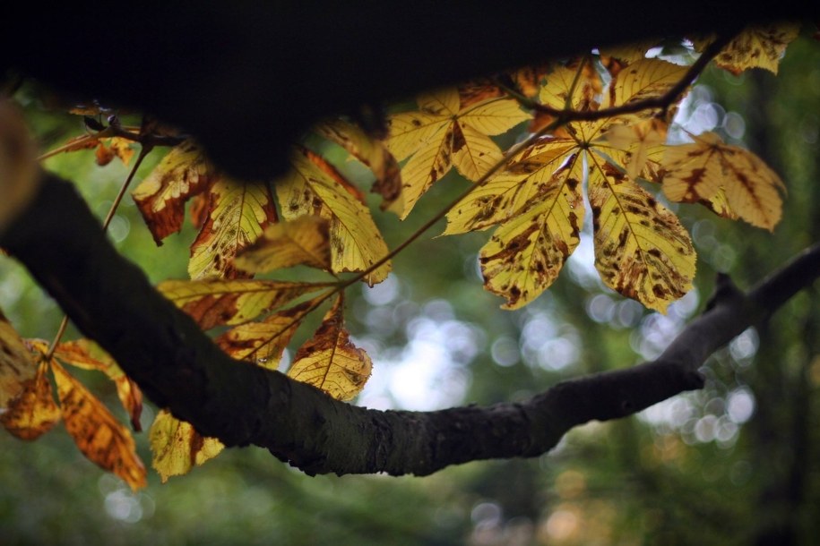 Jutro jeszcze bardzo ciepło, od piątku zmiana pogody!