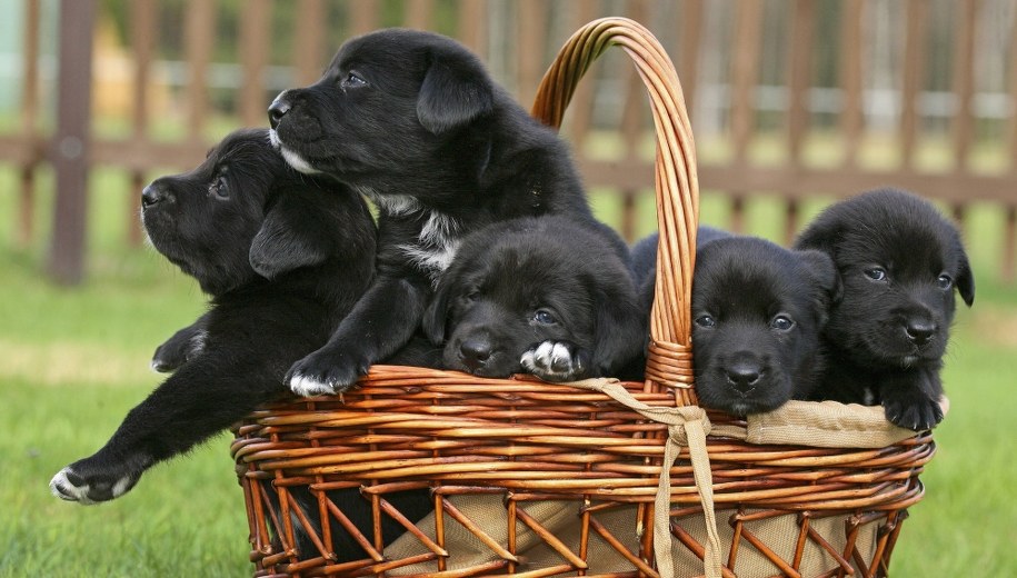 Przemycali szczeniaki z Węgier, Polski i Słowacji. Gang rozbity