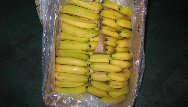 Narkotyki w kartonach z bananami. "Pytań, które się rodzą, jest cała masa"