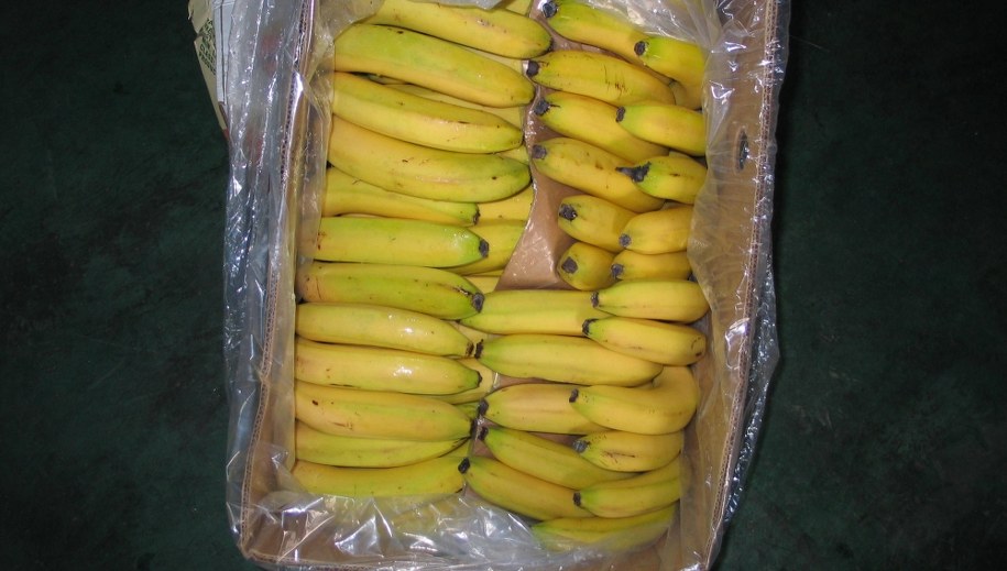 Narkotyki w kartonach z bananami. "Pytań, które się rodzą, jest cała masa"