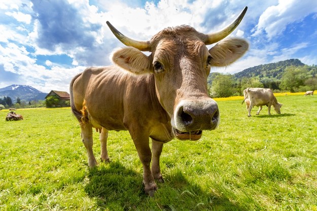 Krowy optymistki wyrastają z optymistycznych cielaków
