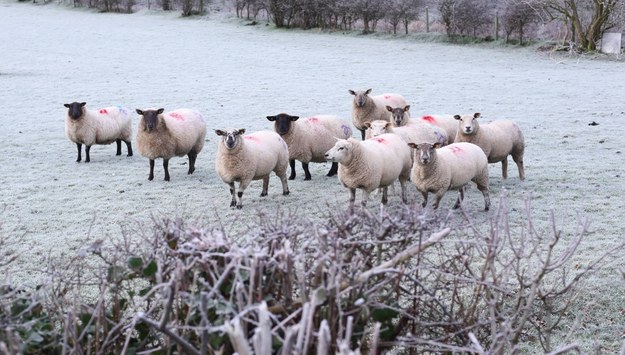 Na Sardynii nasilają się protesty hodowców owiec