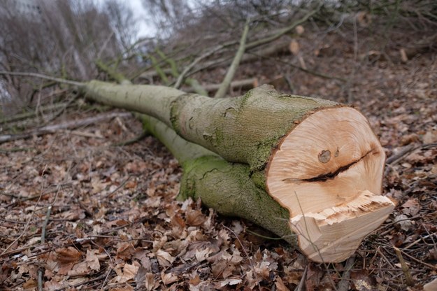 Opolskie: Kolejny wypadek przy ścince drzew