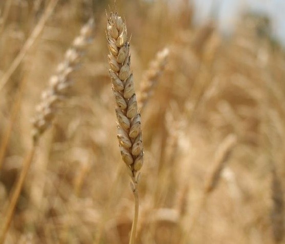 Makaron będzie smaczniejszy. I zdrowszy...