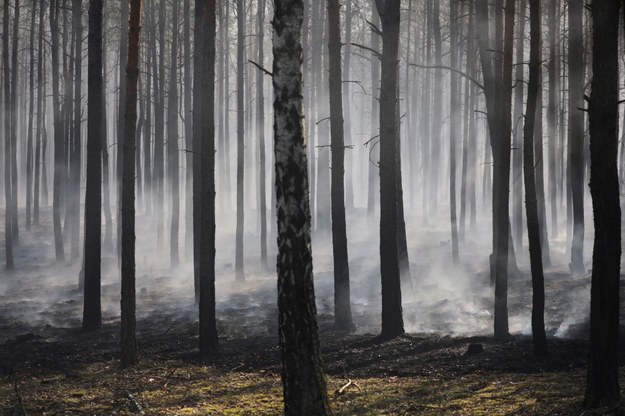 Pożar lasu. Strażacy znaleźli spalone auto i zwłoki mężczyzny