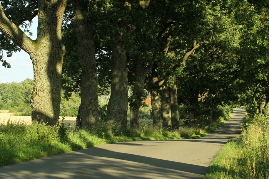 Warmińsko-Mazurskie: Ktoś podciął piłą ponad 30 drzew. Policja szuka sprawców