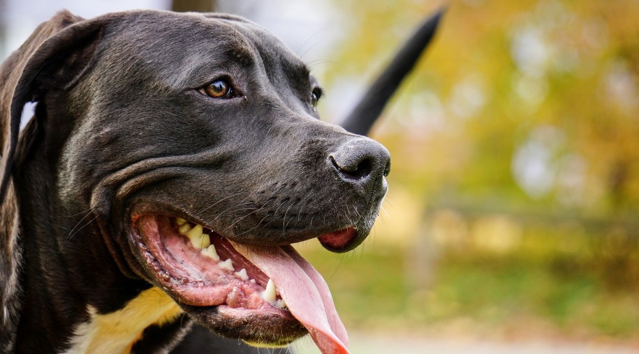 Jaworzno: Pitbull pogryzł 11-latka