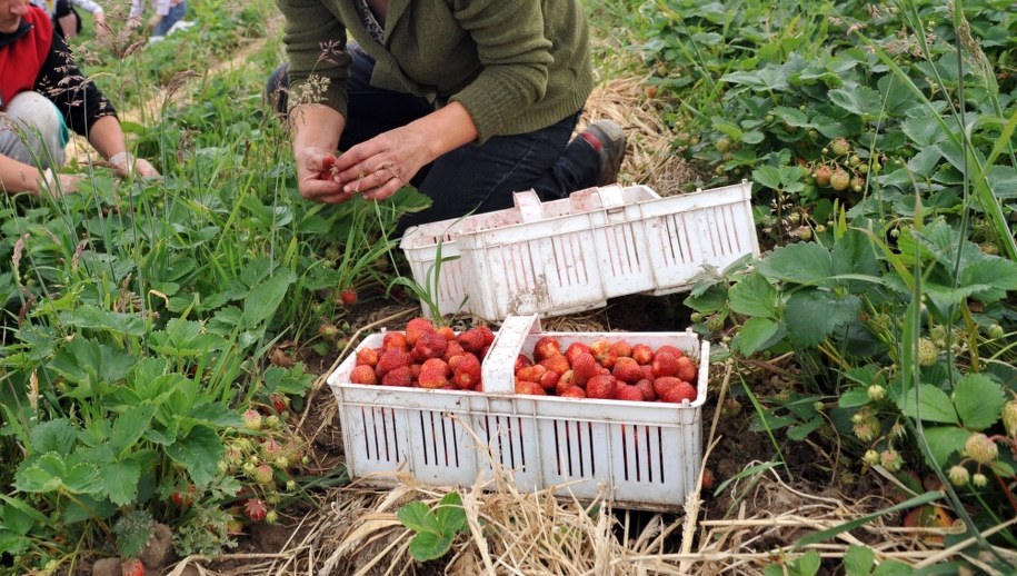 Jedziesz zbierać truskawki w Holandii? Musisz to wiedzieć