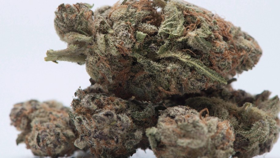 Problem z leczniczą marihuaną. Dostęp do niej może być reglamentowany