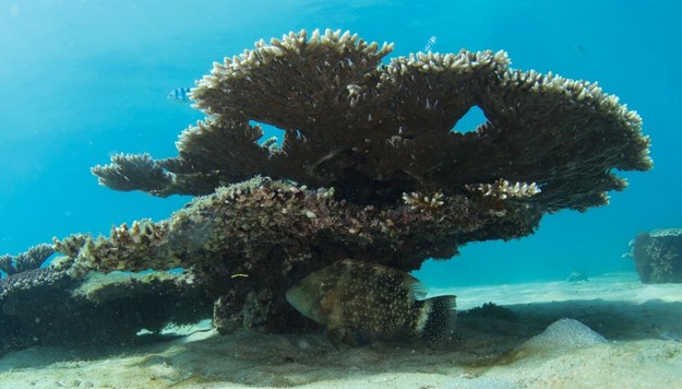 Warszawa: W bagażu znaleziono 2,5-kilogramowy fragment rafy koralowej