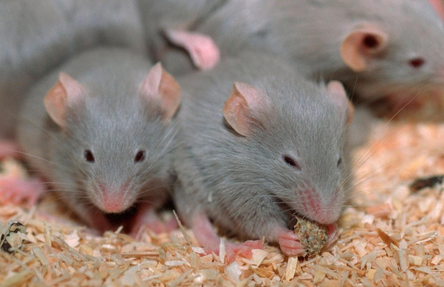 Brakuje... myszy do walki z koronawirusem