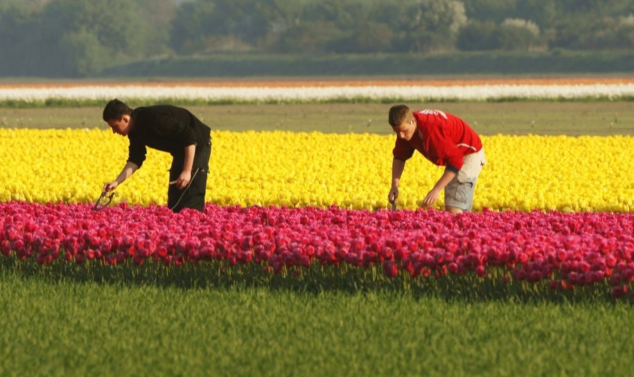 Związki zawodowe alarmują: Fatalna sytuacja migrantów zarobkowych w Europie
