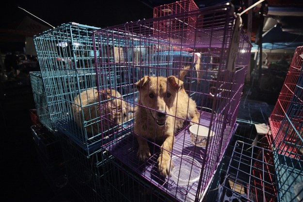 Miasto Shenzhen zakazuje jedzenia psów i kotów. "Wymogi współczesnej cywilizacji"