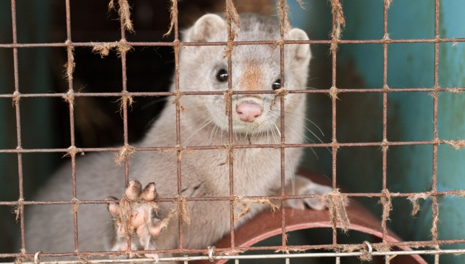 "Piątka dla zwierząt" w Senacie. W środę odbędzie się wysłuchanie publiczne