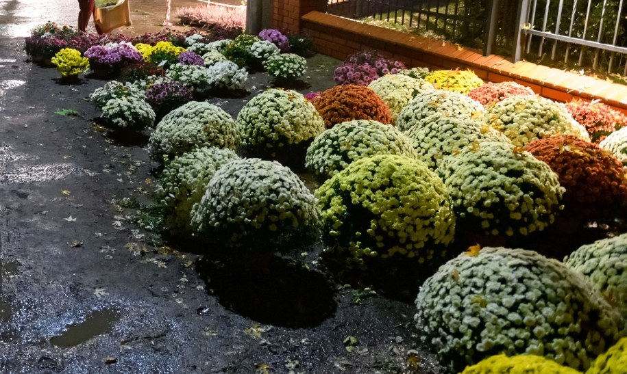 Skup chryzantem. Kto może liczyć na pomoc?