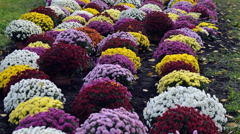 20 zł za chryzantemę doniczkową, 3 zł za ciętą. Opublikowano rozporządzenie