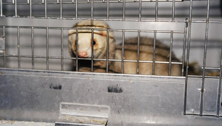 Koronawirus na fermie norek we Francji. Tysiąc zwierząt zostanie wybitych