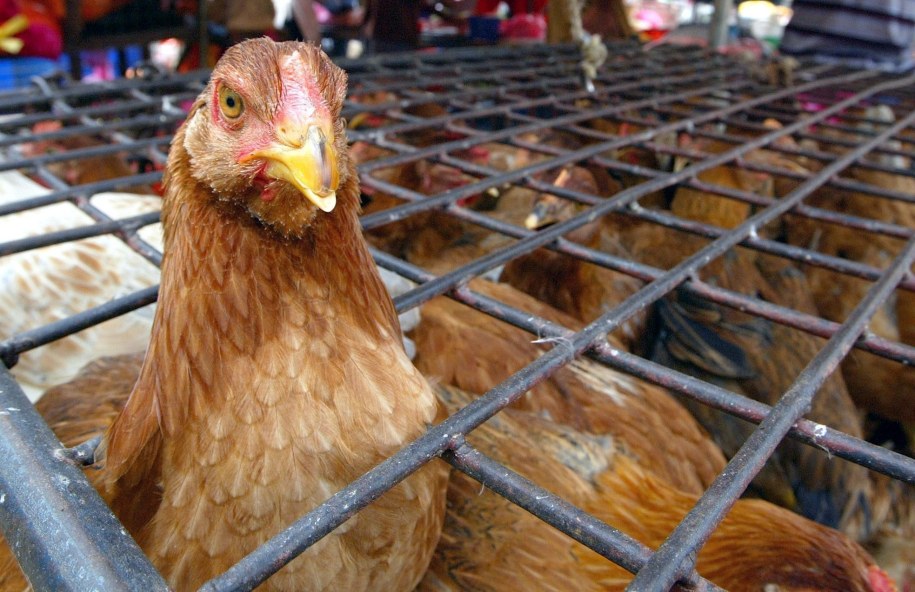 Chów klatkowy zakazany od 2027 roku. KE ma przedstawić propozycję