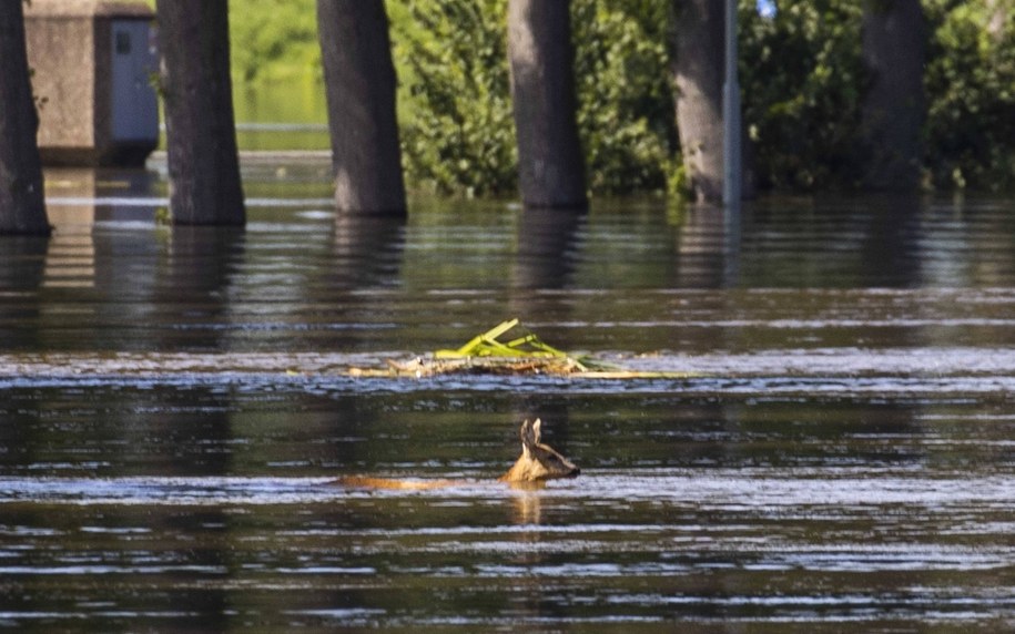 Ulewy w Holandii. Zalane drogi, ewakuowano domy opieki