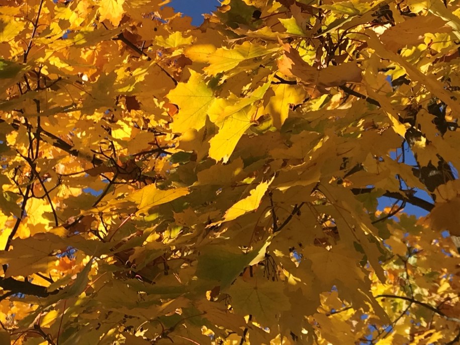 Ostatni dzień złotej polskiej jesieni. Prognoza pogody na niedzielę