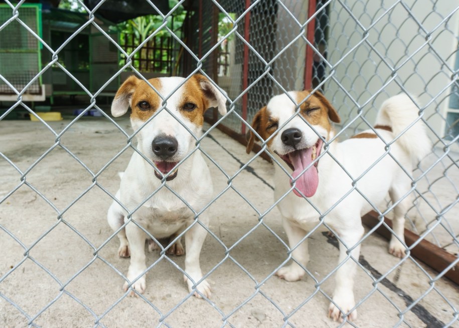 Kolejne inwestycje dla zwierząt w Katowicach