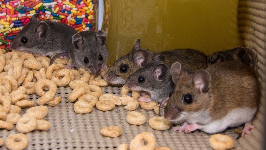 Jak się zmotywować? Badania na myszach mogą pomóc