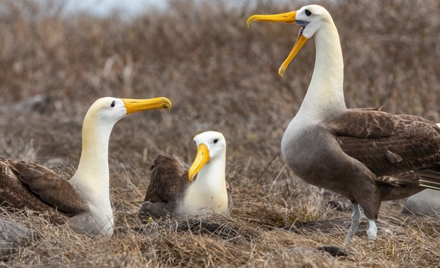 Albatrosy coraz częściej "rozwodzą się". Przez zmiany klimatu