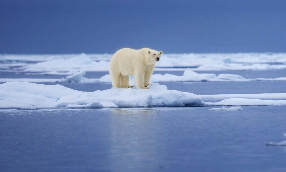 WWF: Grozi nam największe wymieranie gatunków od czasów zagłady dinozaurów