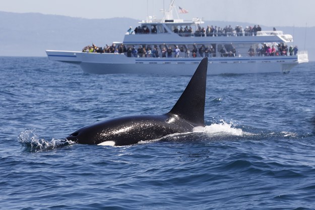 Agresywne orki atakują łodzie u wybrzeży Hiszpanii. Naukowcy nie znają powodu