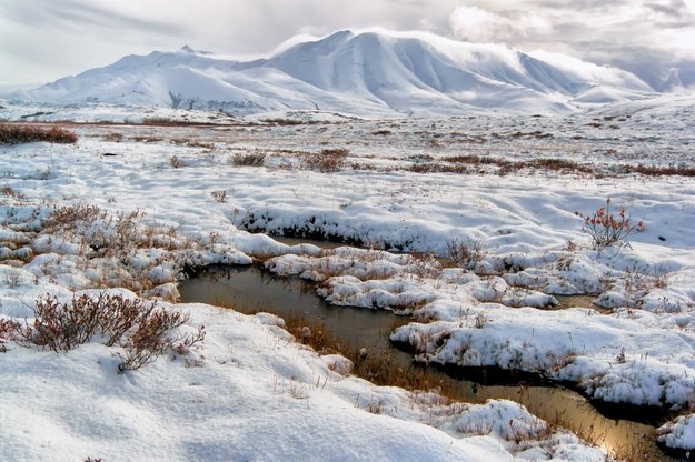 Arktyka ociepla się do 4 razy szybciej niż reszta świata. Mieszkańcy tundry zagrożeni