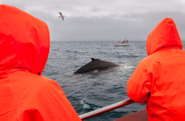 Islandia zakaże połowu wielorybów. Przestał przynosić korzyści finansowe