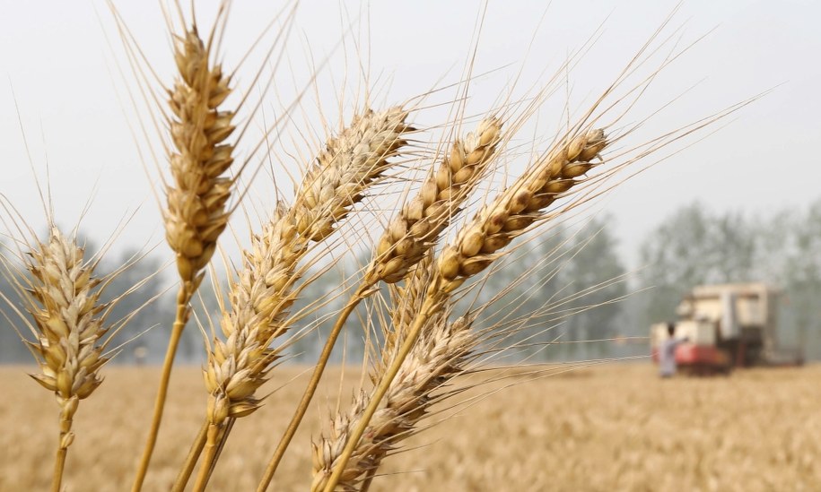 Światowe ceny żywności mogą wzrosnąć o 22 proc. z powodu wojny