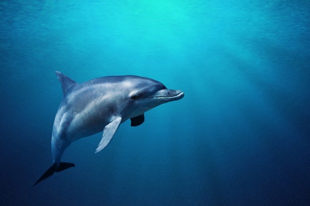 Poparzone delfiny. Eksperci: Dowód na użycie bomb fosforowych przez Rosję