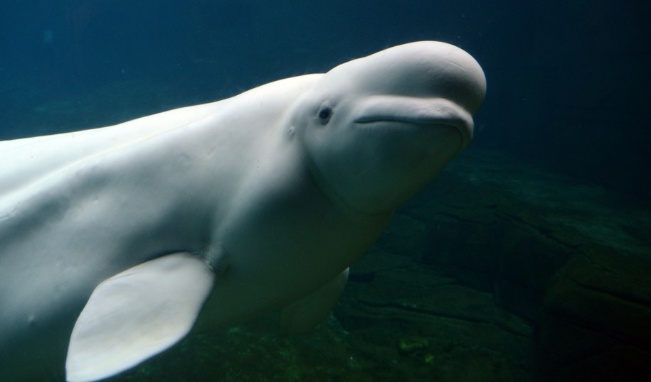 Białucha arktyczna dopłynęła Sekwaną w pobliże Paryża