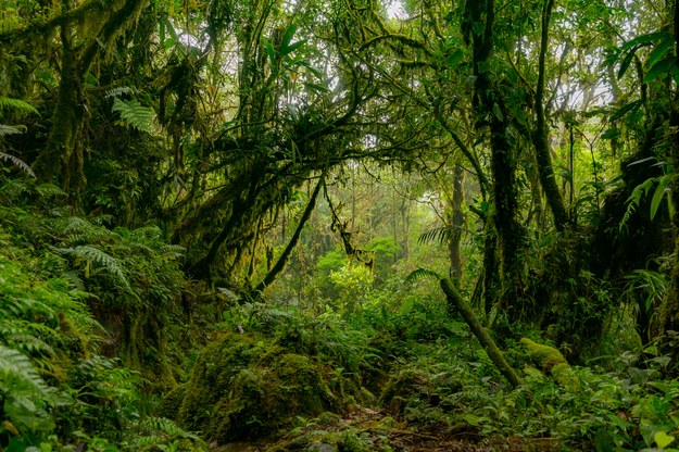 Odnaleziono najwyższe drzewo Amazonii. Wyprawa zakończona sukcesem