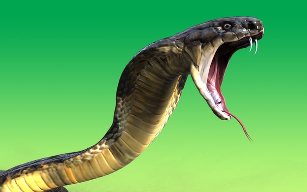 Jadowita kobra uciekła z terrarium w sztokholmskim zoo