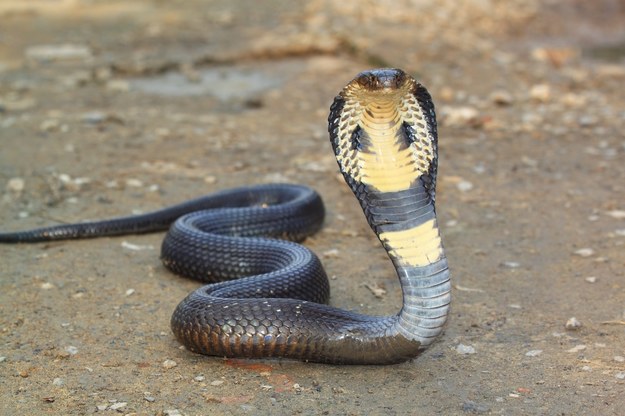 Zlokalizowano jadowitą kobrę, która zaginęła w sztokholmskim zoo