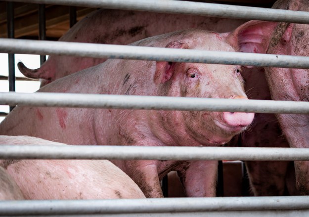 11 świń utonęło w zbiorniku. Wypadek w gospodarstwie