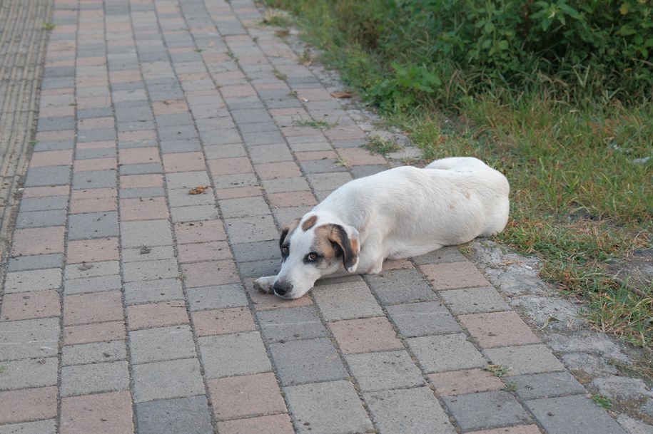 ​Ostre przedmioty w mięsie. Na Targówku grasuje krzywdziciel psów